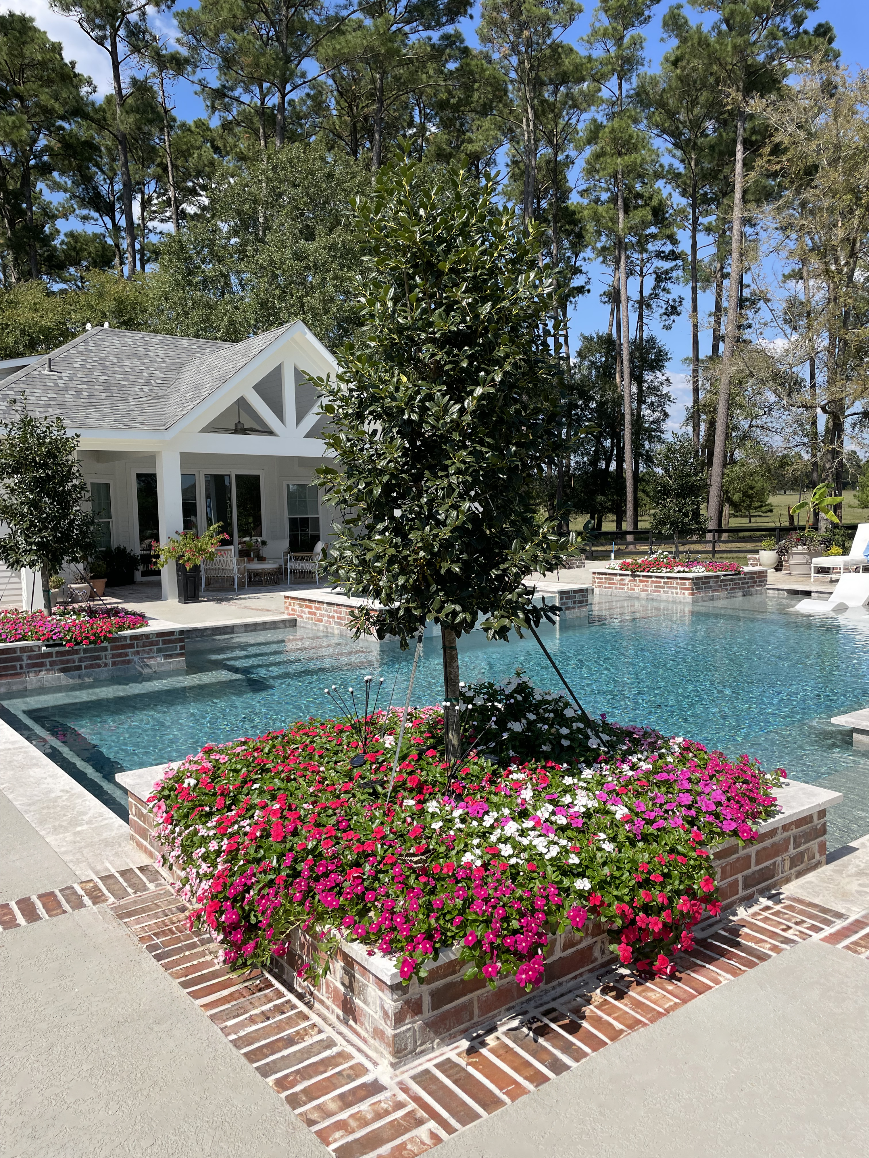 Freshly installed magnolia tree in pool landscape Magnolia TX — New Yards Landscaping