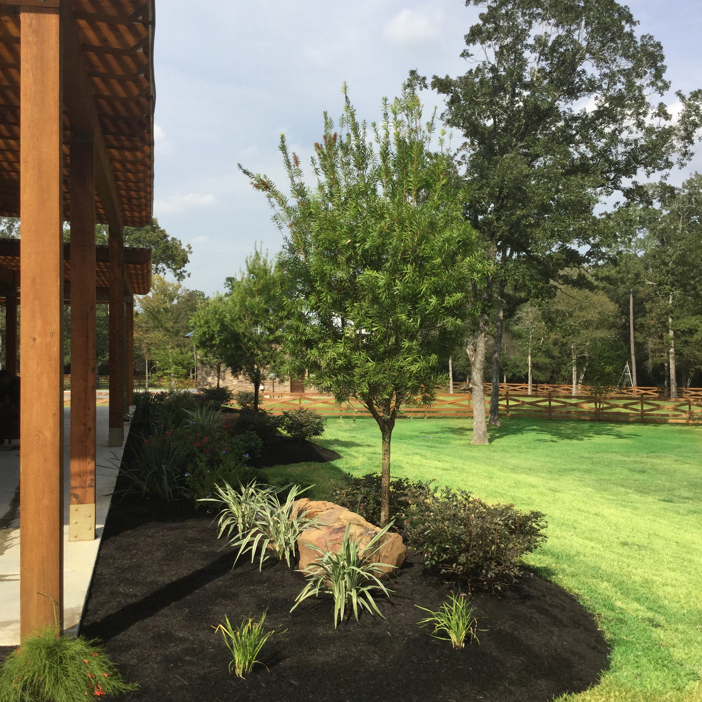 Tree sales and installation The Woodlands TX
